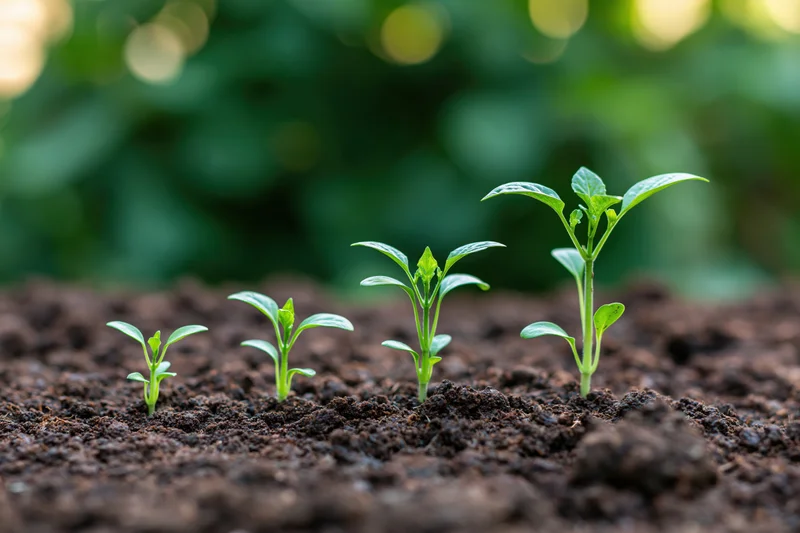 Five seedlings in progressive growth stages planted in a row in soil