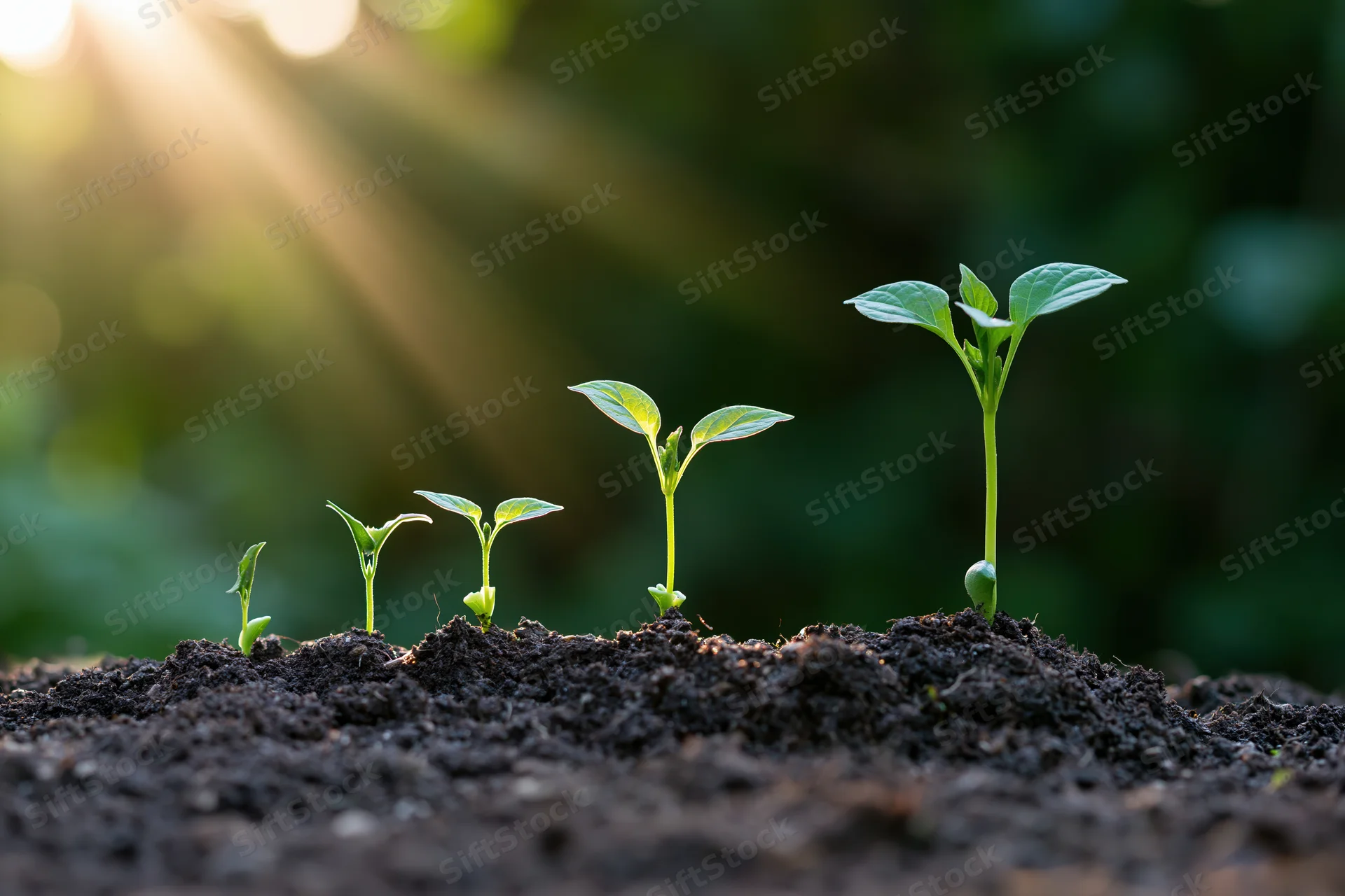 Five seedlings of increasing height growing in a row from dark soil under sunlight