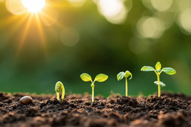 Five seedlings at different growth stages emerging from soil under morning sun