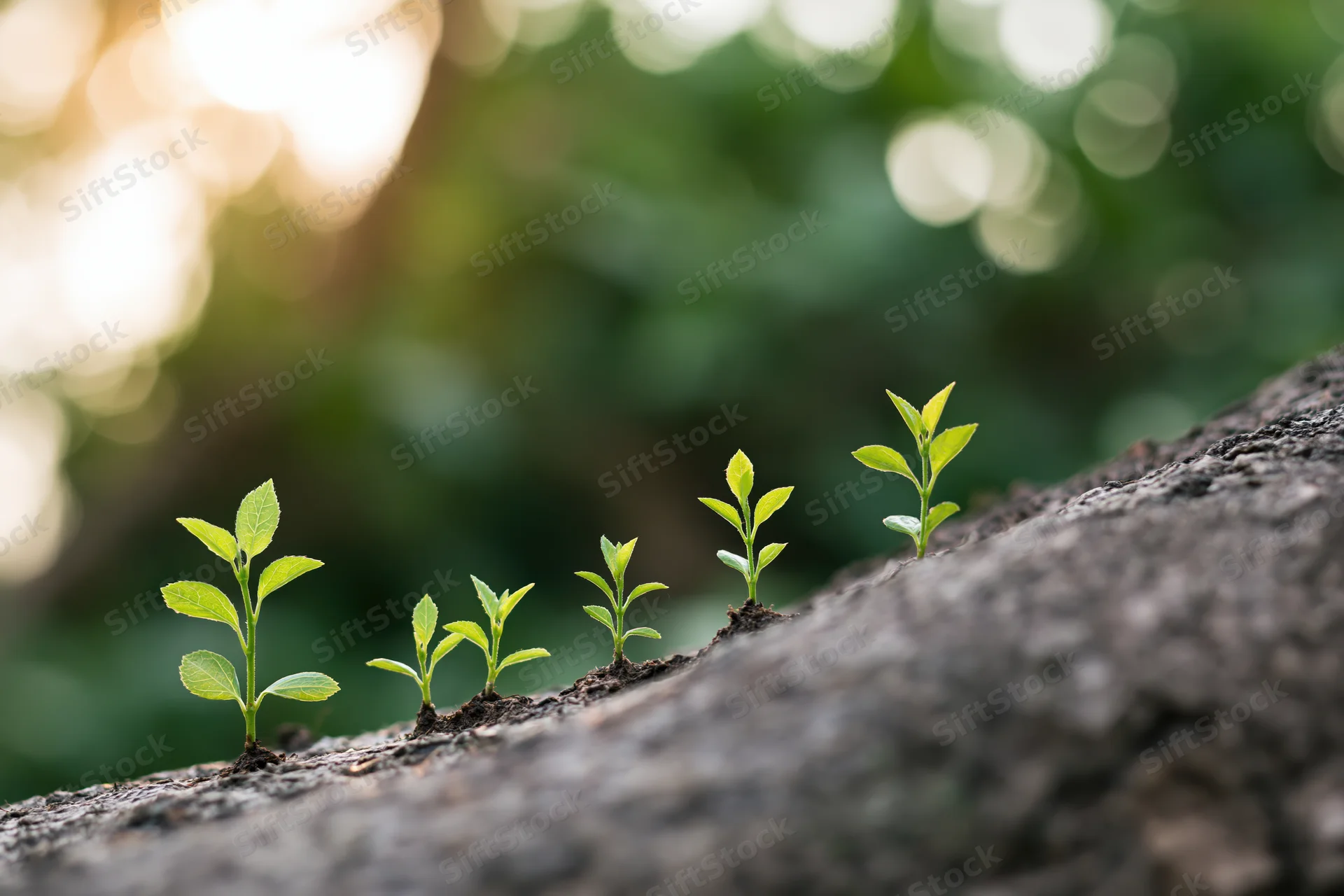 Five seedlings in stages of growth emerging from tree bark in a forest setting