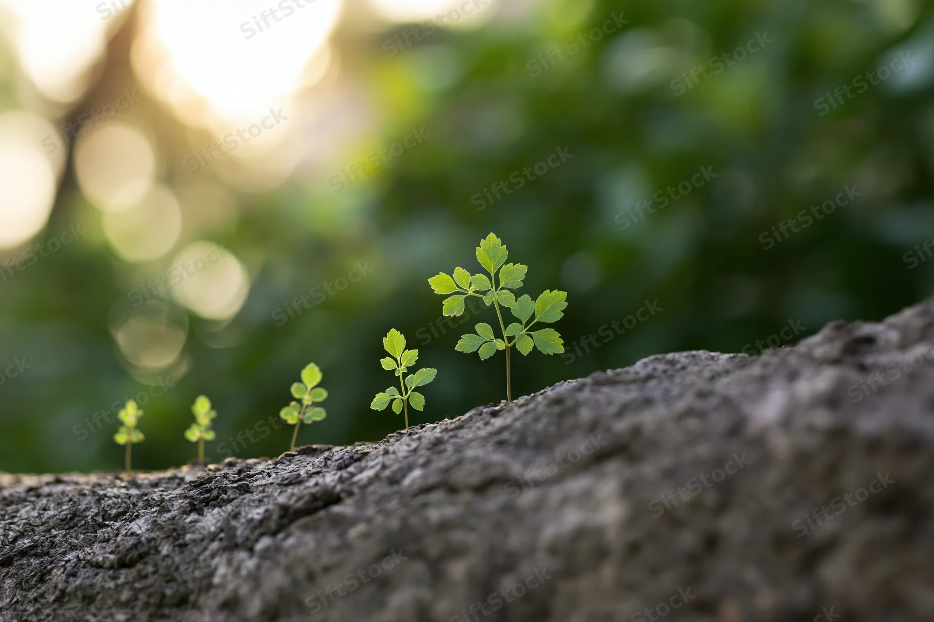 Small green seedlings growing in stages along a tree bark in a sunlit forest