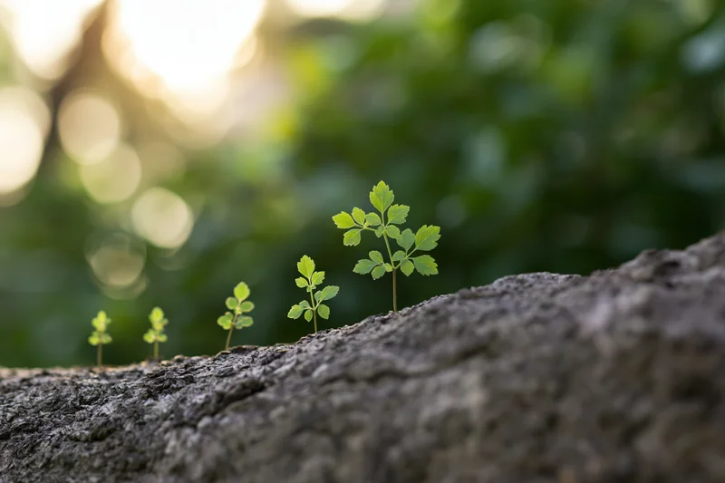 Small green seedlings growing in stages along a tree bark in a sunlit forest