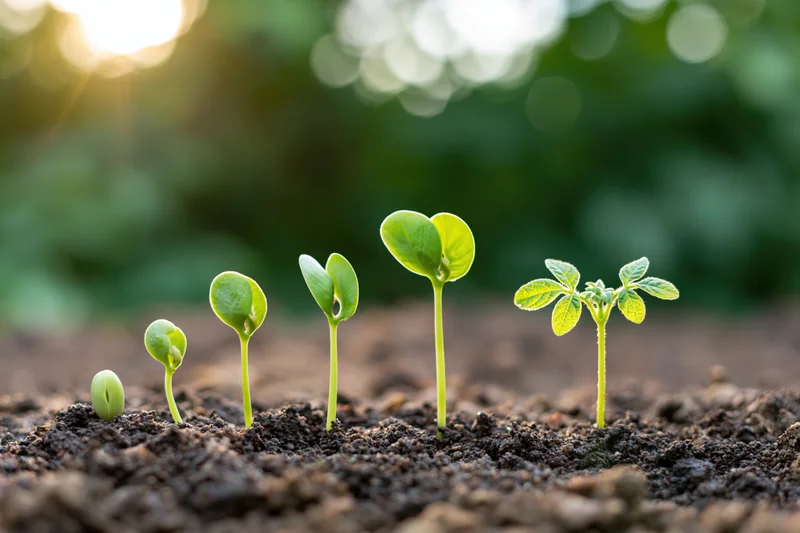 Five soybean seedlings in progressive growth stages emerging from soil in a garden setting