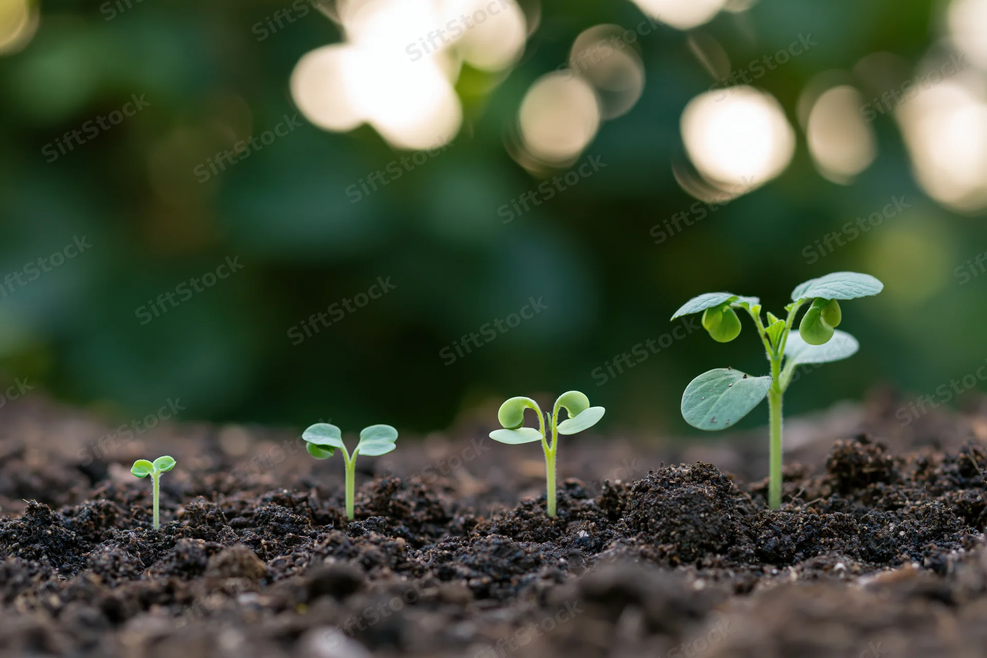 Four seedlings in sequential growth stages emerging from soil in a garden setting