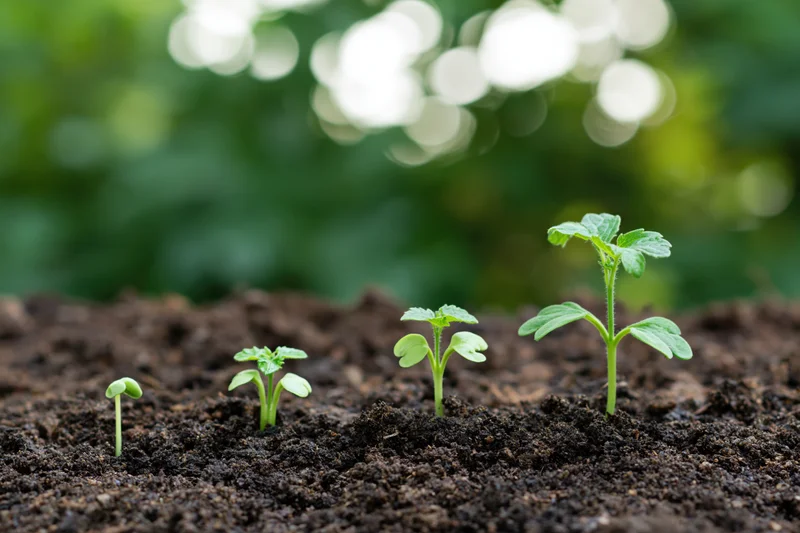 Four seedlings in sequential growth stages emerging from dark soil in a garden setting