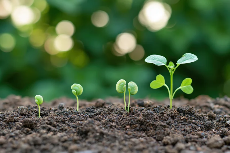 Four seedlings in sequential growth stages emerging from soil in a garden setting