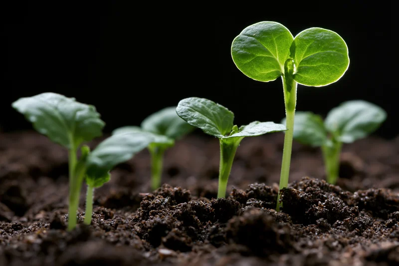 Small green seedlings sprouting from dark moist soil in close-up view