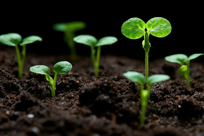 Small green seedlings sprouting from dark moist soil against black background