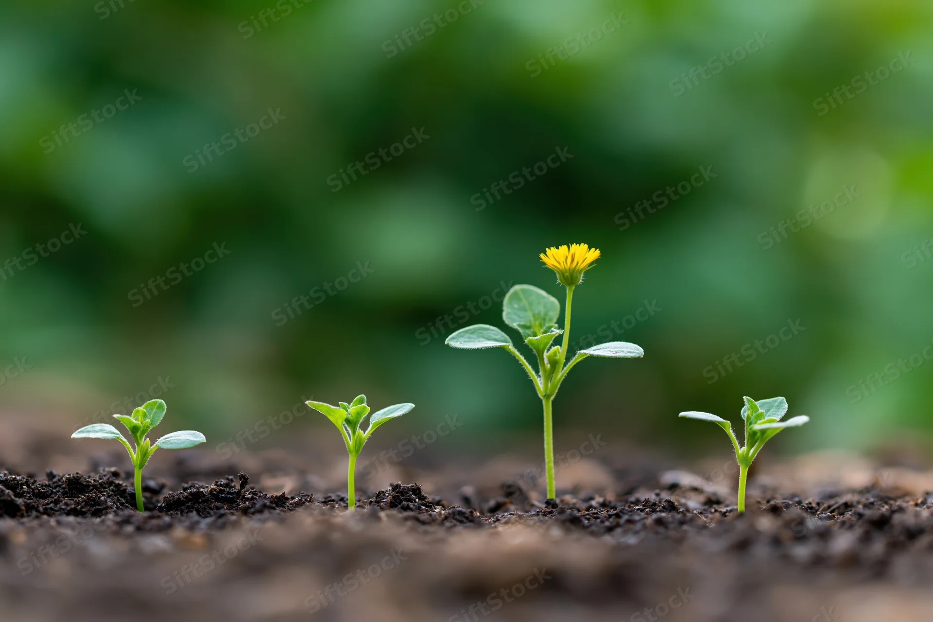 Four seedlings in a row emerging from dark soil showing stages of growth