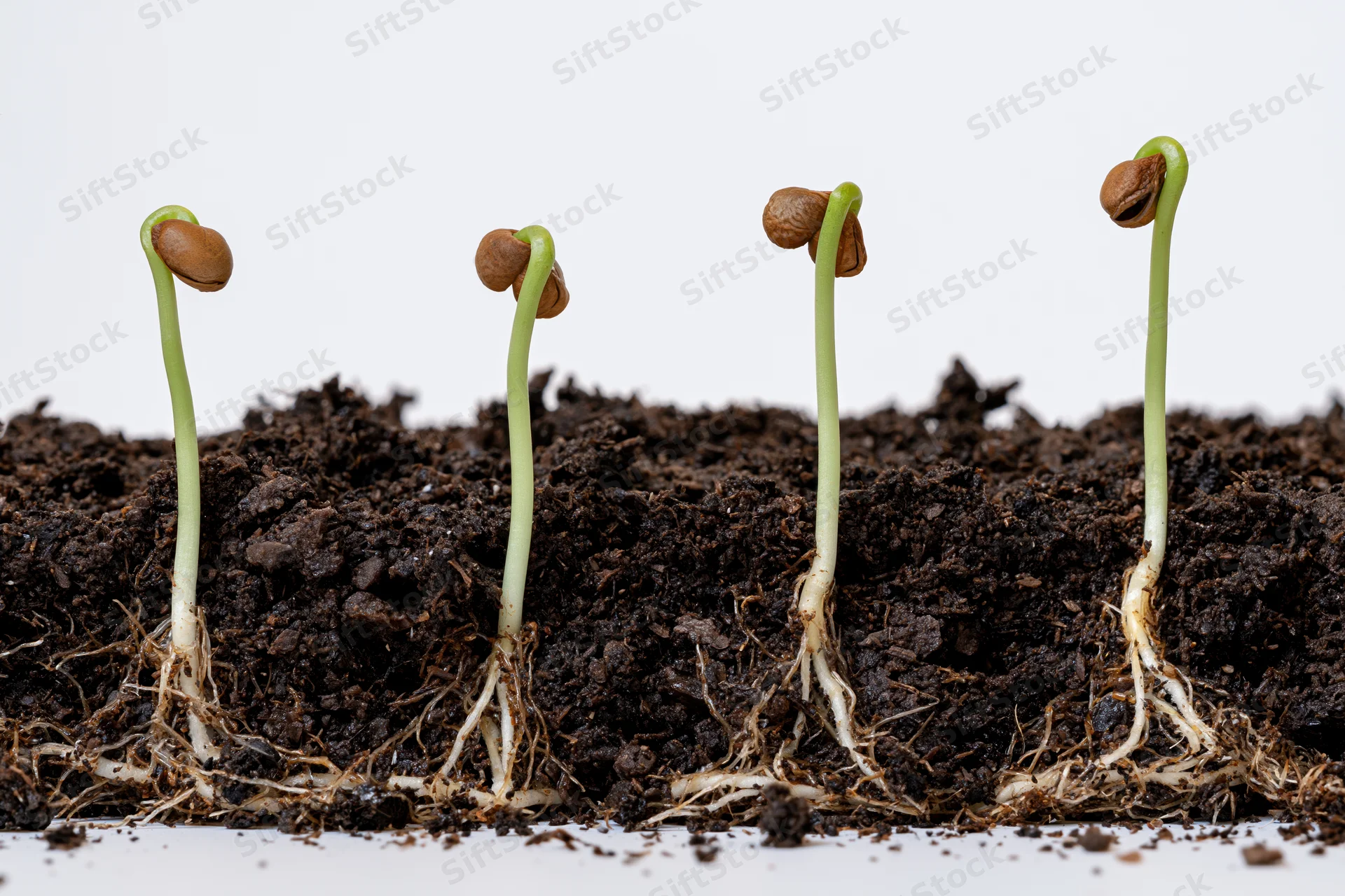 Four seedlings at different germination stages emerging from soil on white background