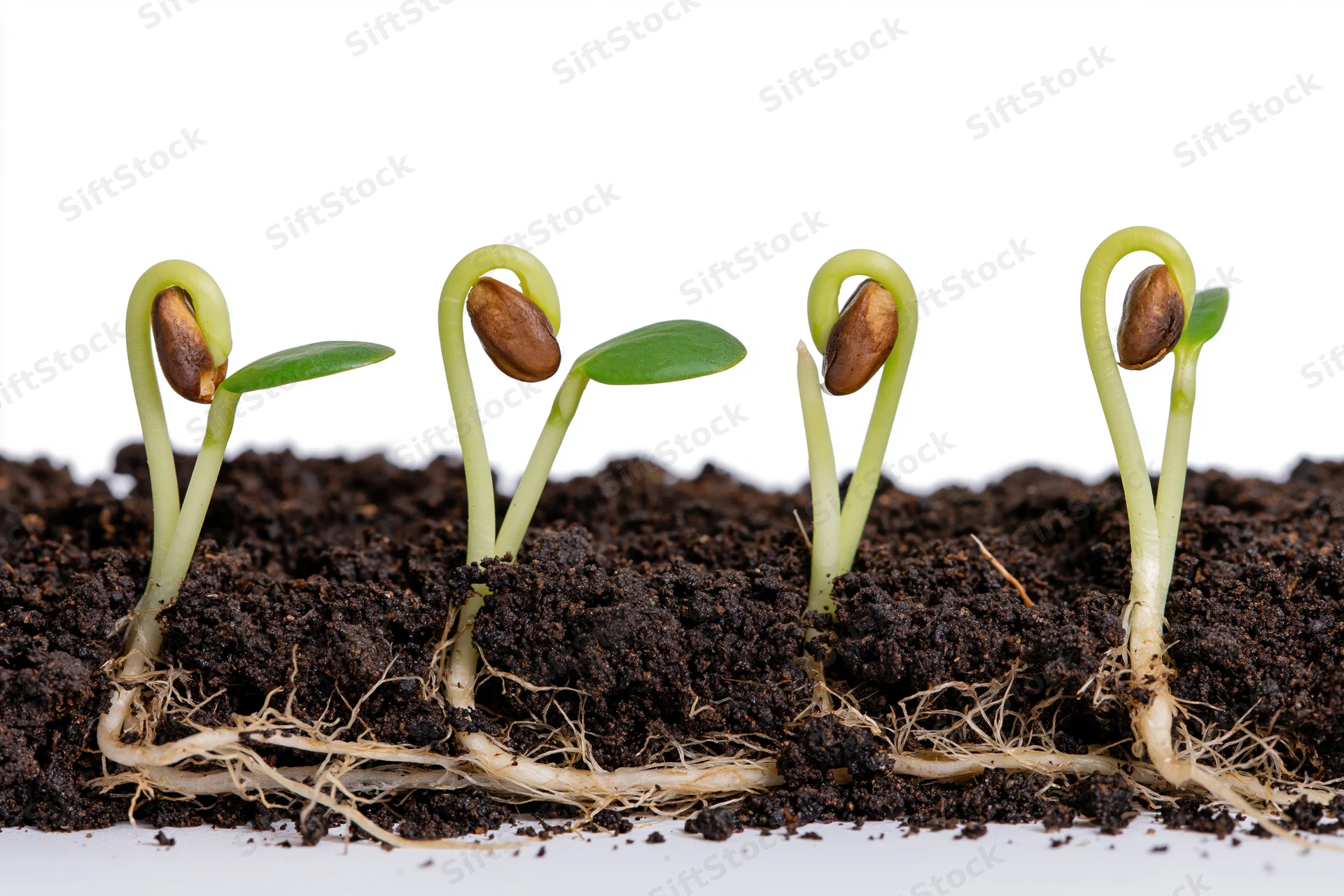 Four seedlings at different germination stages emerging from soil with visible roots on white background