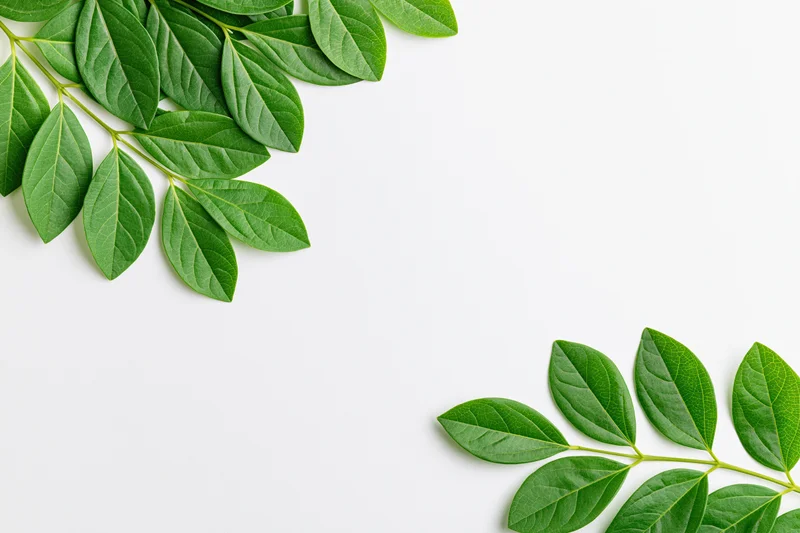 Green leafy branches arranged in corner frame on white background with copyspace