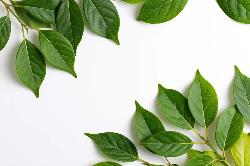 Green leaves arranged as corner frame border on white background