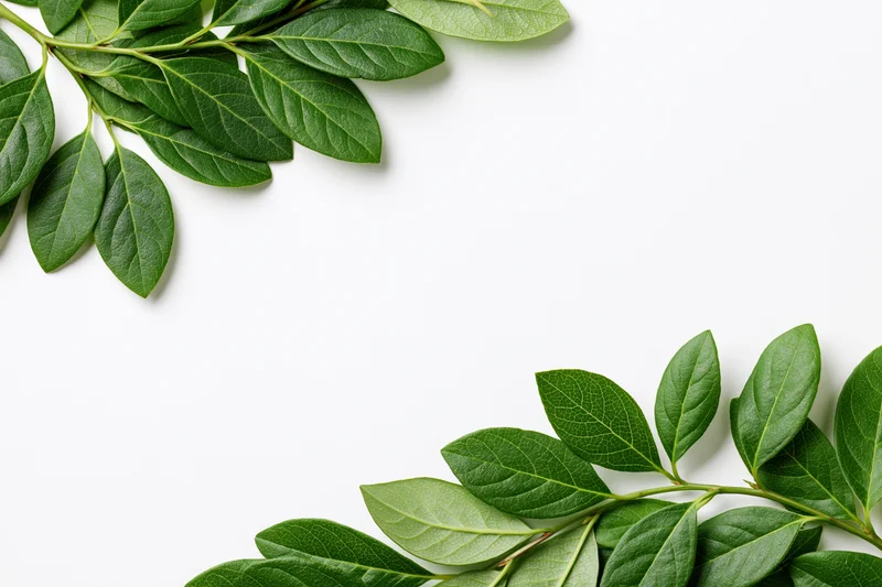 Green leafy branches arranged as corner frame border on white background