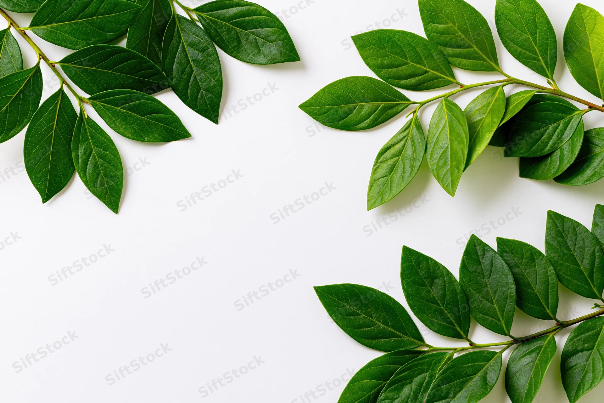 Green leafy branches arranged as corner frame border on white background