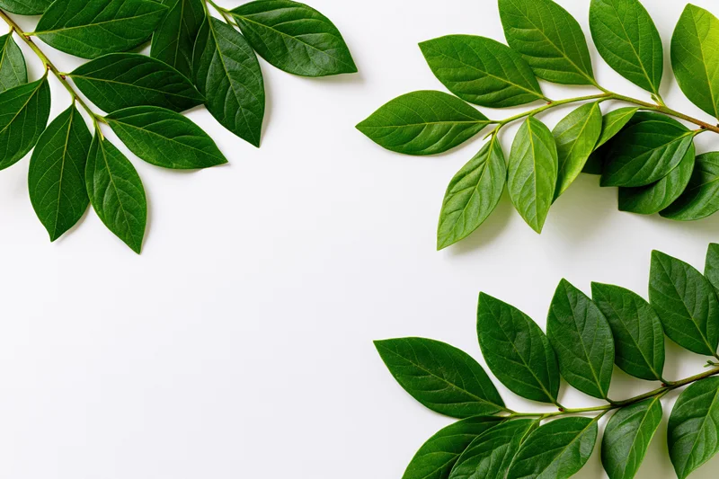 Green leafy branches arranged as corner frame border on white background