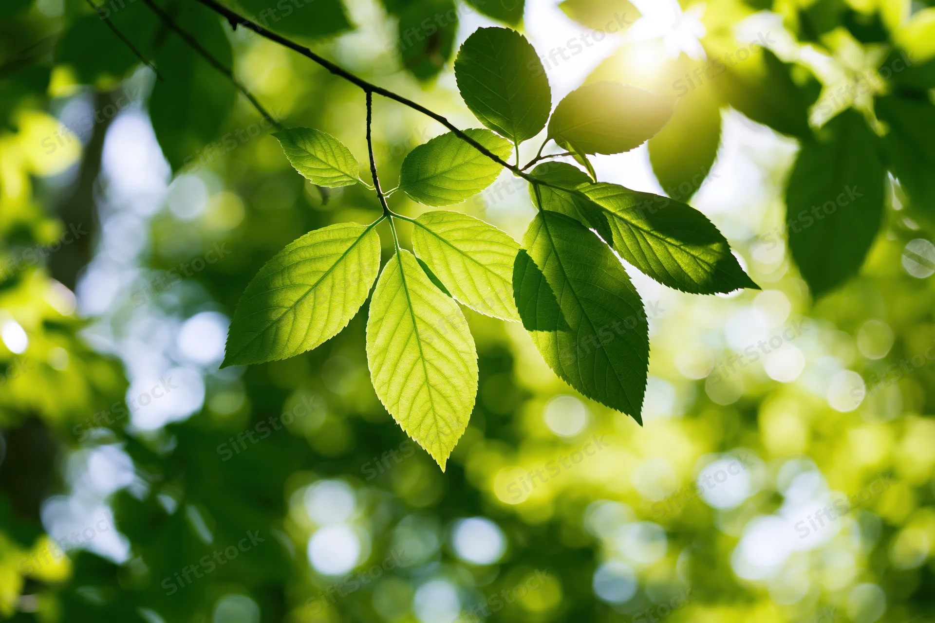 Fresh green leaves on a slender branch backlit by sunlight in a natural outdoor setting