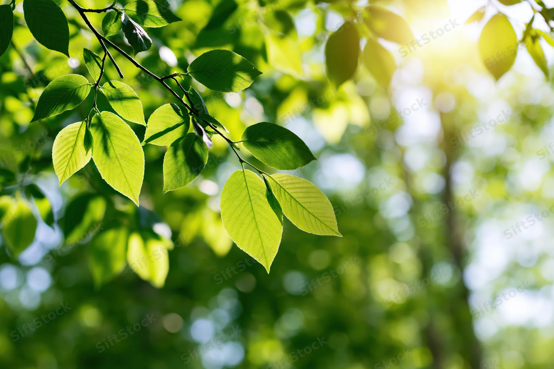 Fresh green leaves on a slender branch in sunlight with blurred forest background