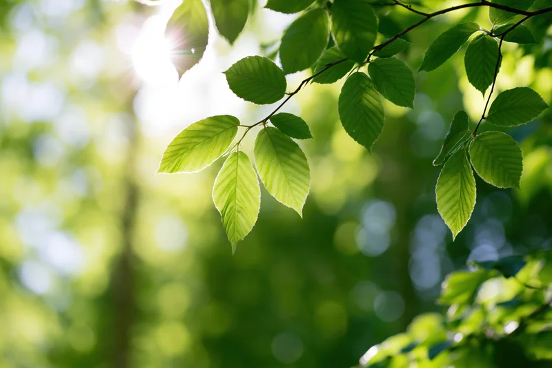 Fresh green leaves on a slender branch in sunlight with blurred forest background
