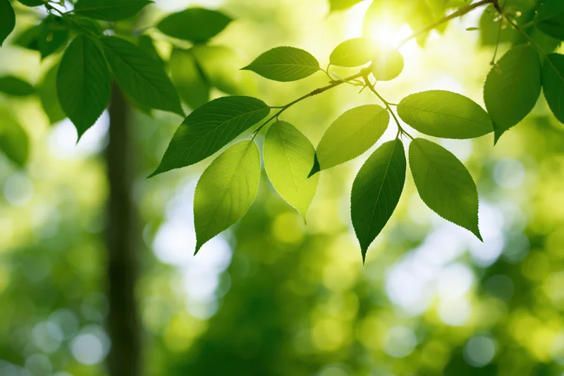 Fresh green leaves on a slender branch backlit by sunlight in a forest setting