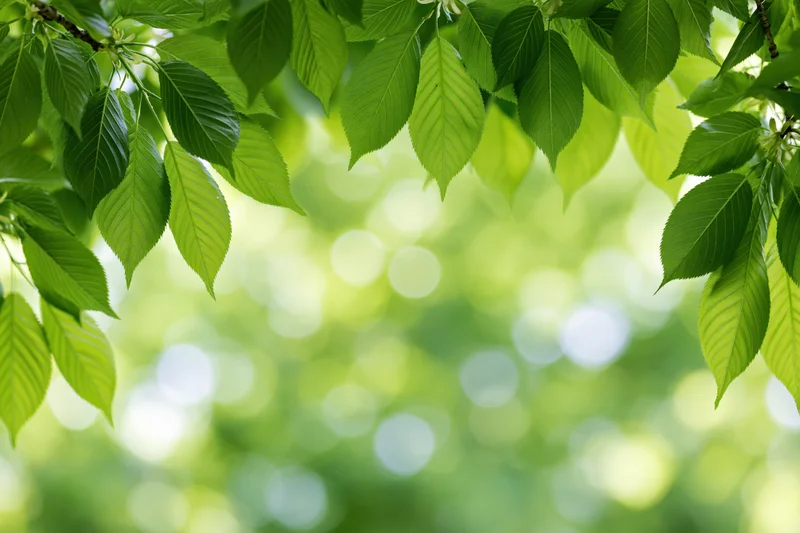 Green tree leaves framing the top and sides of the image with soft bokeh background