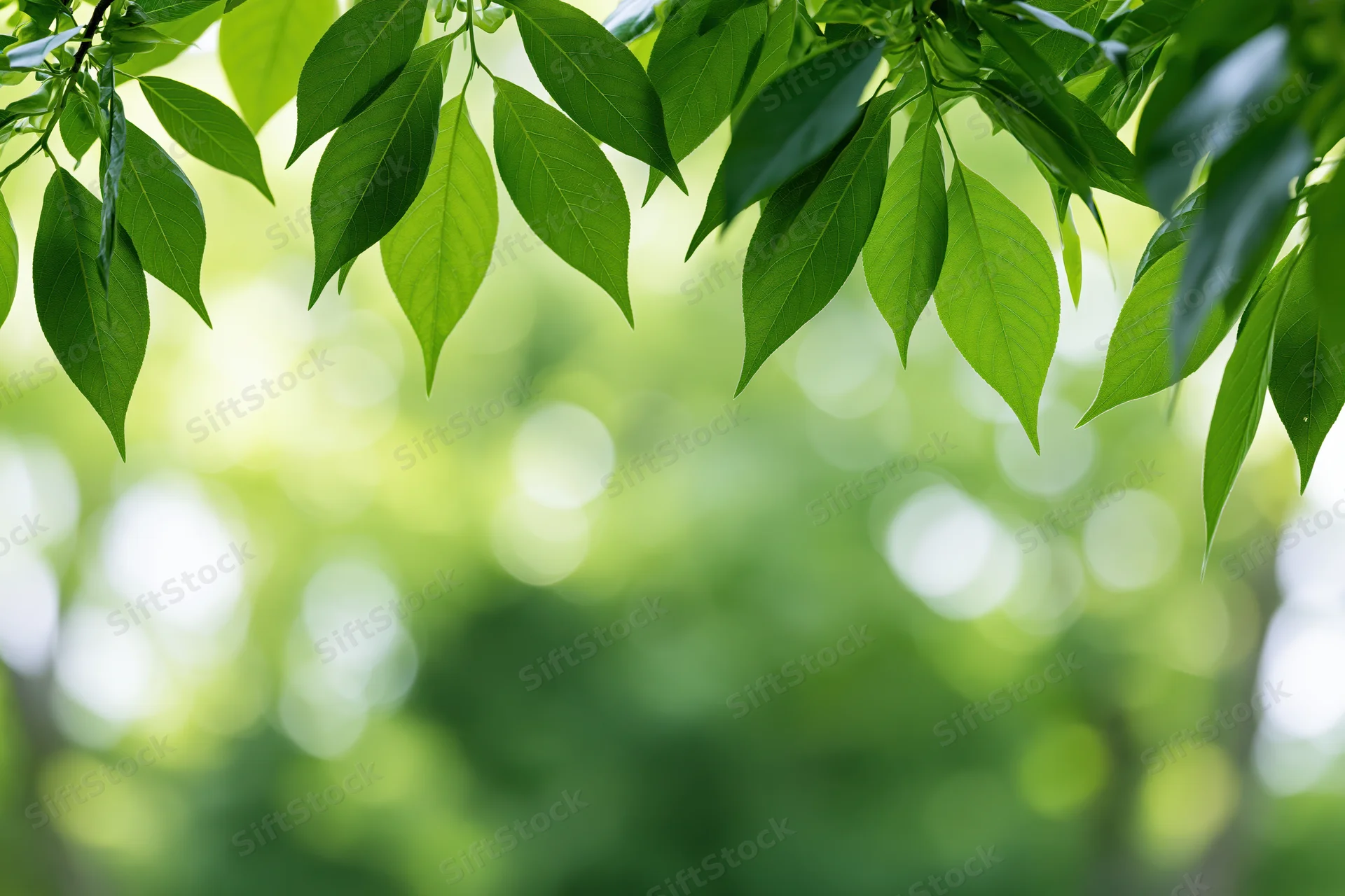 Green tree leaves framing the top and sides of the image with blurred foliage background