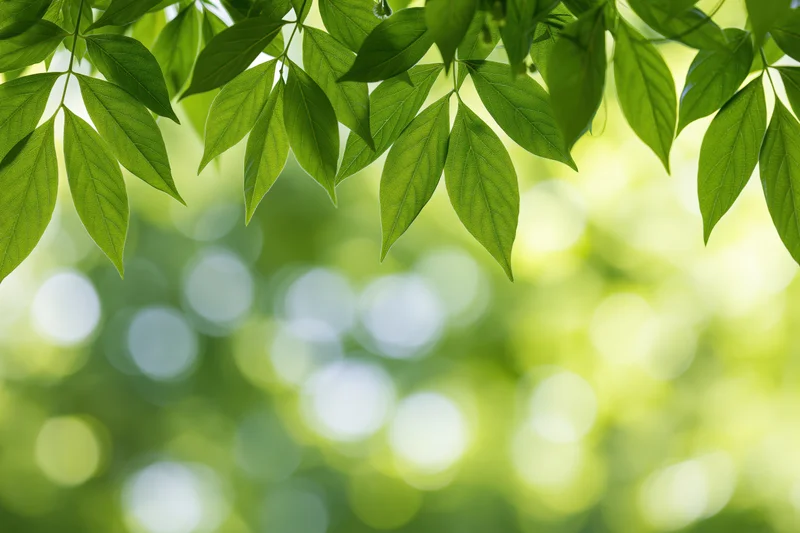 Green leaves framing the top and sides of the image with a blurred natural background