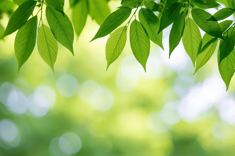 Green leaves framing the top and sides of the image with a blurred natural background