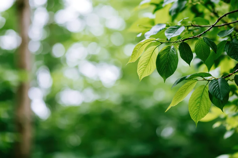 Green leaves on a branch in a forest setting with soft bokeh background