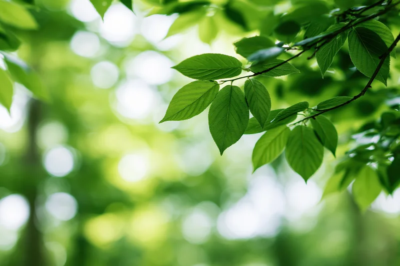 Fresh green leaves on branches framing the right side of a sunlit forest scene