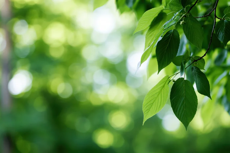 Green leaves on a branch in a sunlit forest setting