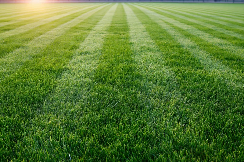 Freshly mowed grass field with striped pattern stretching to the horizon under sunlight