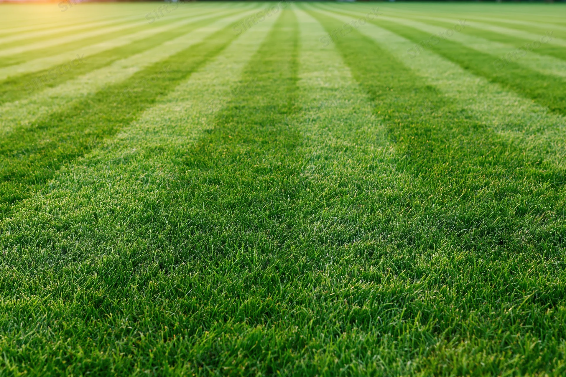 Freshly mowed grass field with striped pattern stretching to the horizon