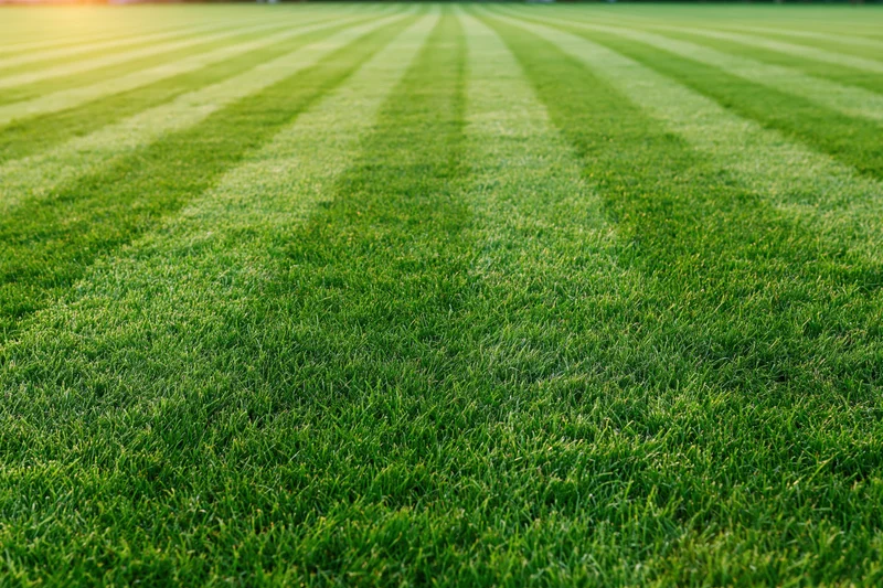 Freshly mowed grass field with striped pattern stretching to the horizon