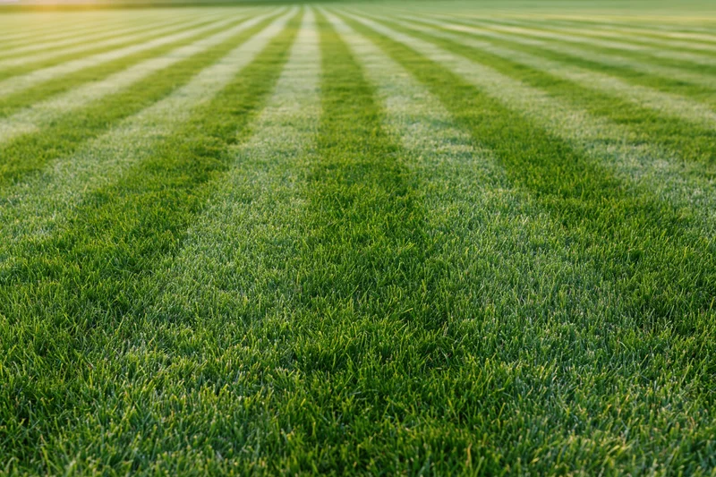 Freshly mowed grass field with striped pattern stretching to the horizon