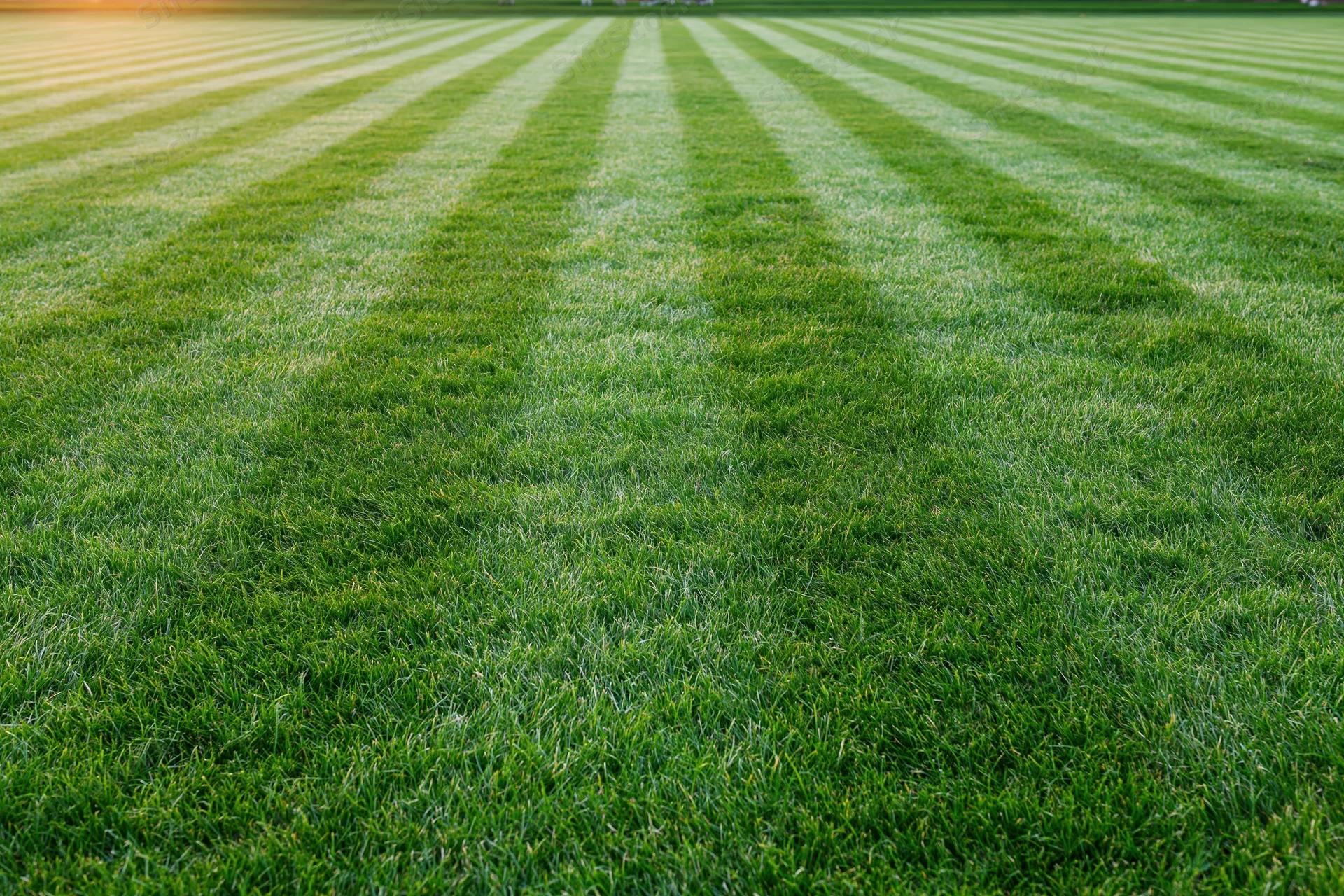 Freshly mowed grass field with striped pattern stretching to the horizon