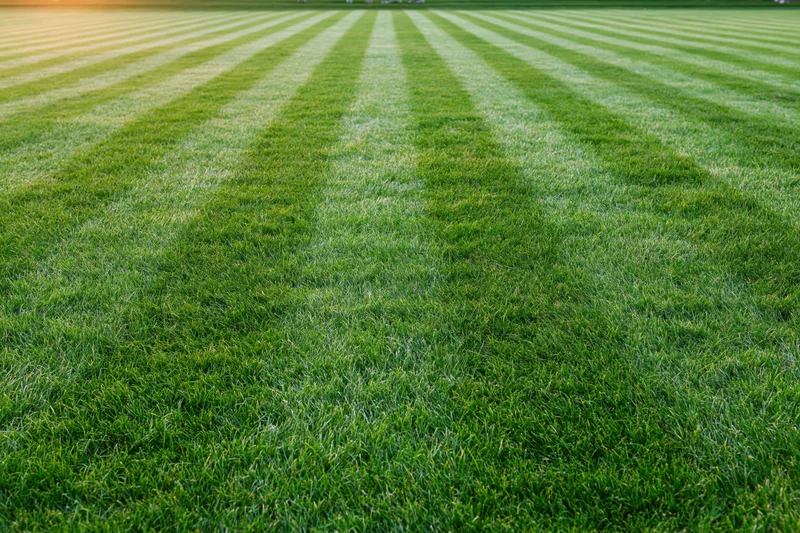 Freshly mowed grass field with striped pattern stretching to the horizon