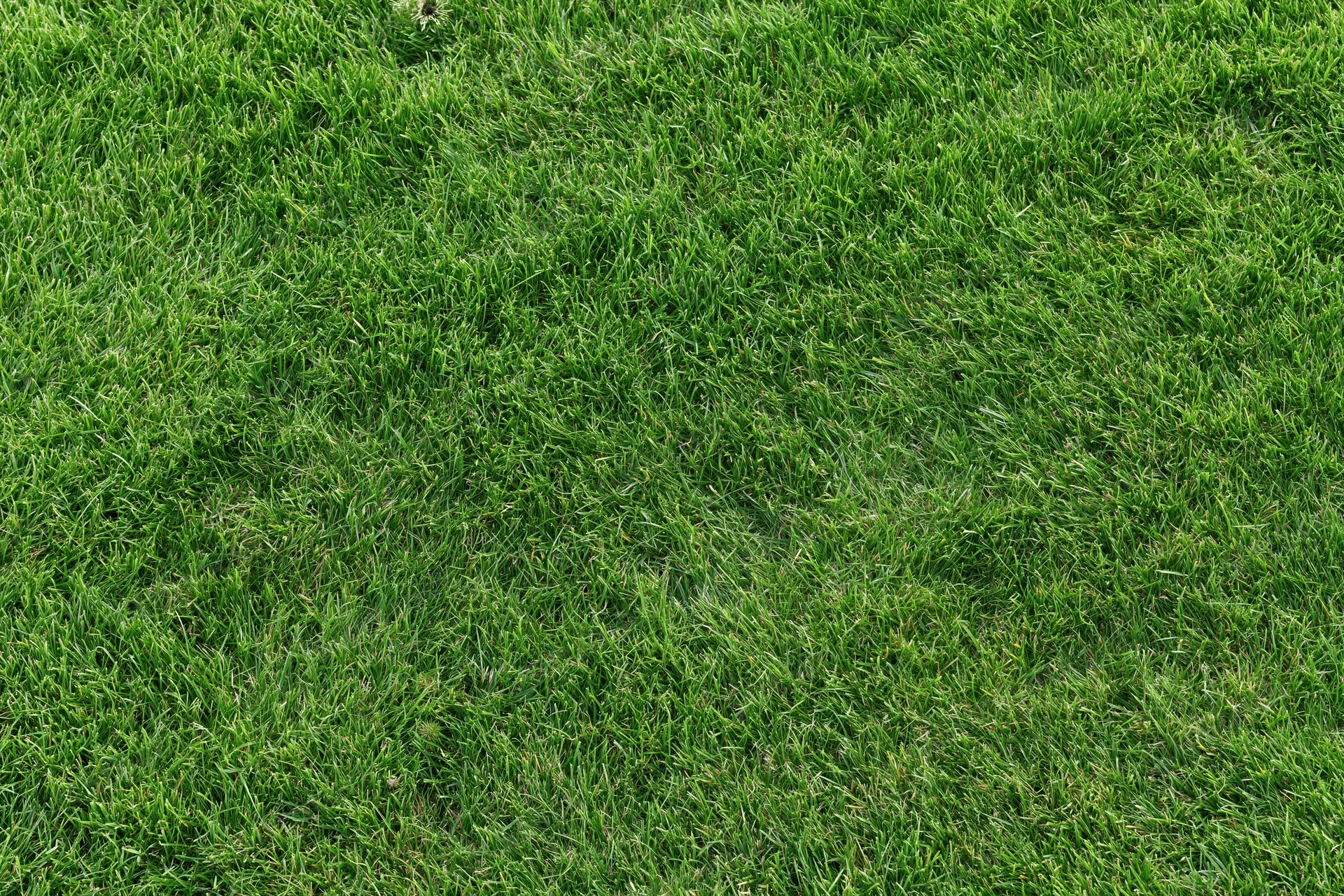Freshly mowed short grass lawn filling the frame flat