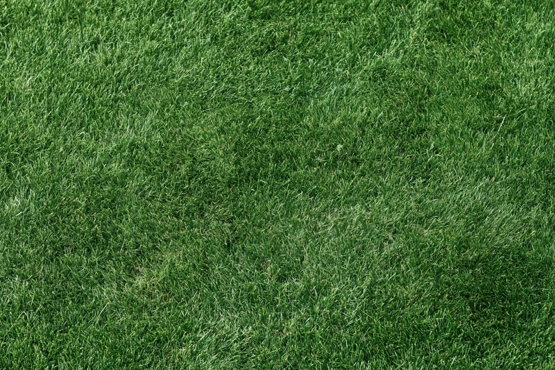 Freshly mowed short grass lawn filling the frame flat