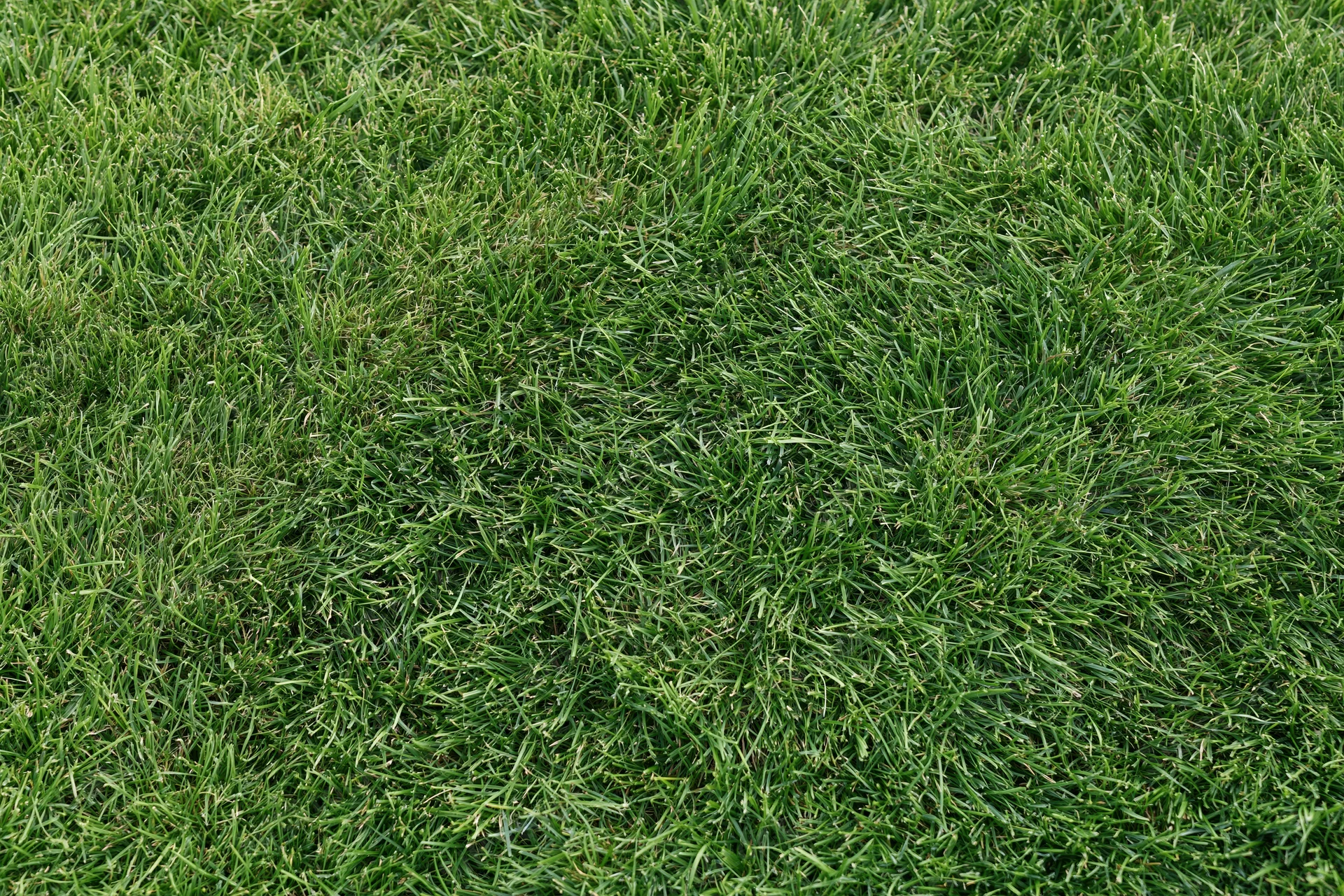 Freshly mowed short grass lawn filling the frame flat
