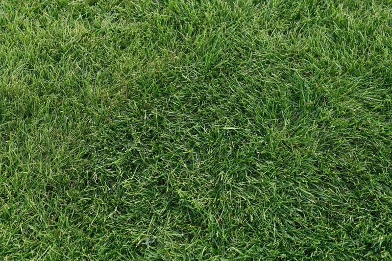 Freshly mowed short grass lawn filling the frame flat