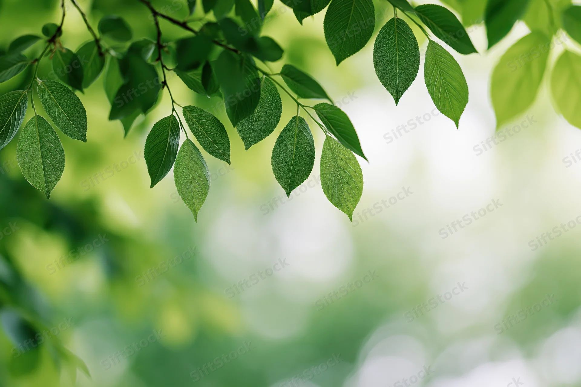Green leaves hanging from a tree branch against a blurred natural background