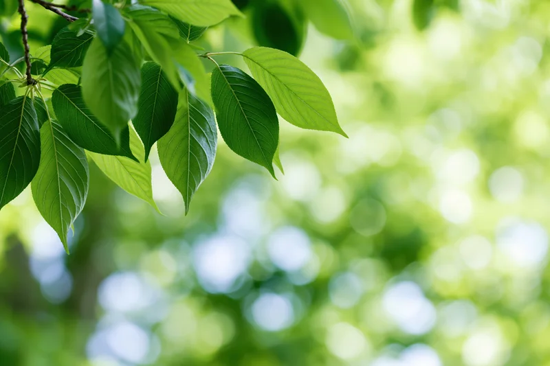 Green leaves on a thin branch against a blurred natural background