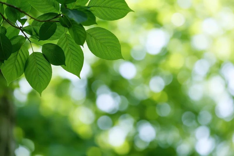 Green leaves on a thin branch in the foreground with blurred foliage and sunlight in the background
