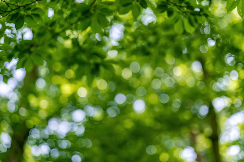 Upward view through a green leafy tree canopy with dappled sunlight and bokeh effect