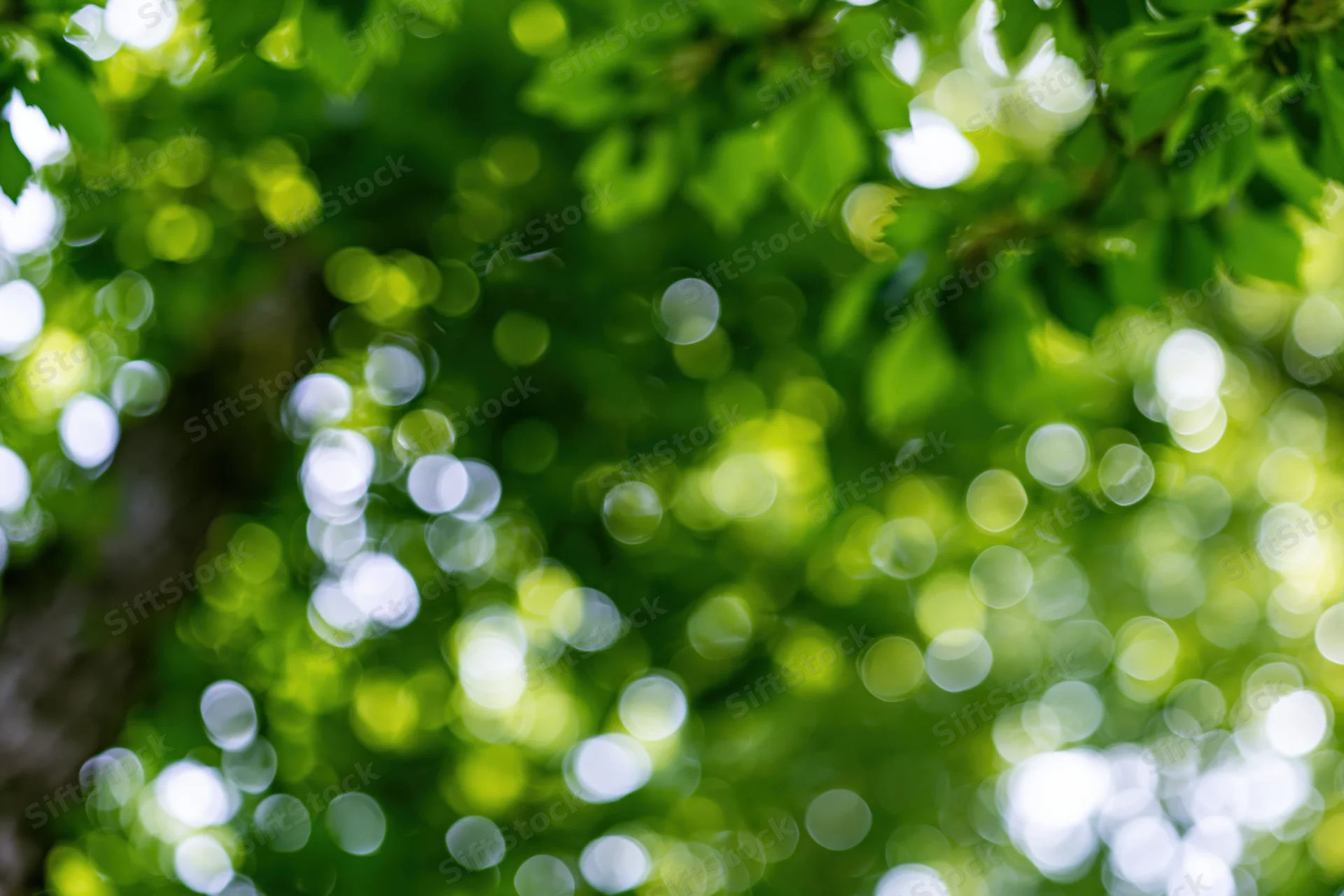 Upward view of green tree canopy with sunlight creating bokeh effect