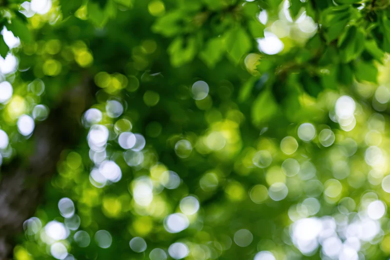 Upward view of green tree canopy with sunlight creating bokeh effect