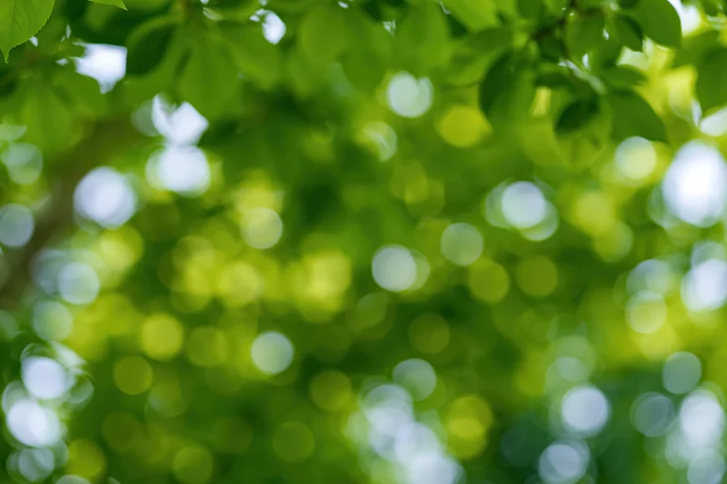 Upward view through a green leafy tree canopy with sunlight creating bokeh effect