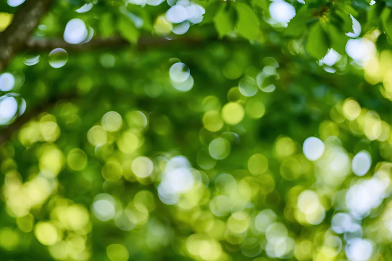 Upward view through a green tree canopy with dappled sunlight creating bokeh effect