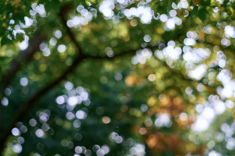 Defocused view of tree canopy foliage with sunlight filtering through leaves from below